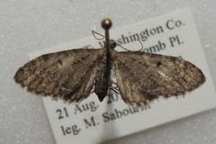 Eupithecia fletcherata