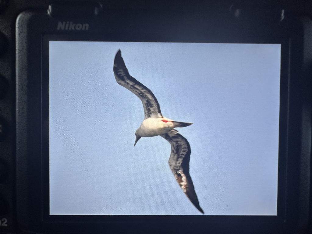 Red-footed Booby (Sula sula)