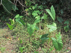 Xanthosoma sagittifolium