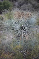 Yucca rigida