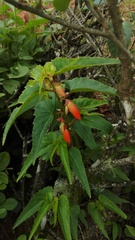 Begonia boliviensis