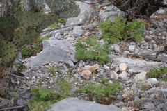 Cheilanthes leucopoda