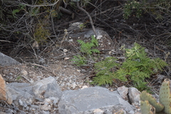Cheilanthes leucopoda