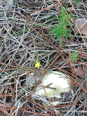 Hypoxis juncea