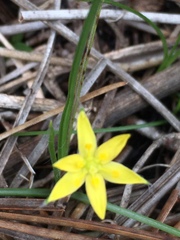 Hypoxis juncea