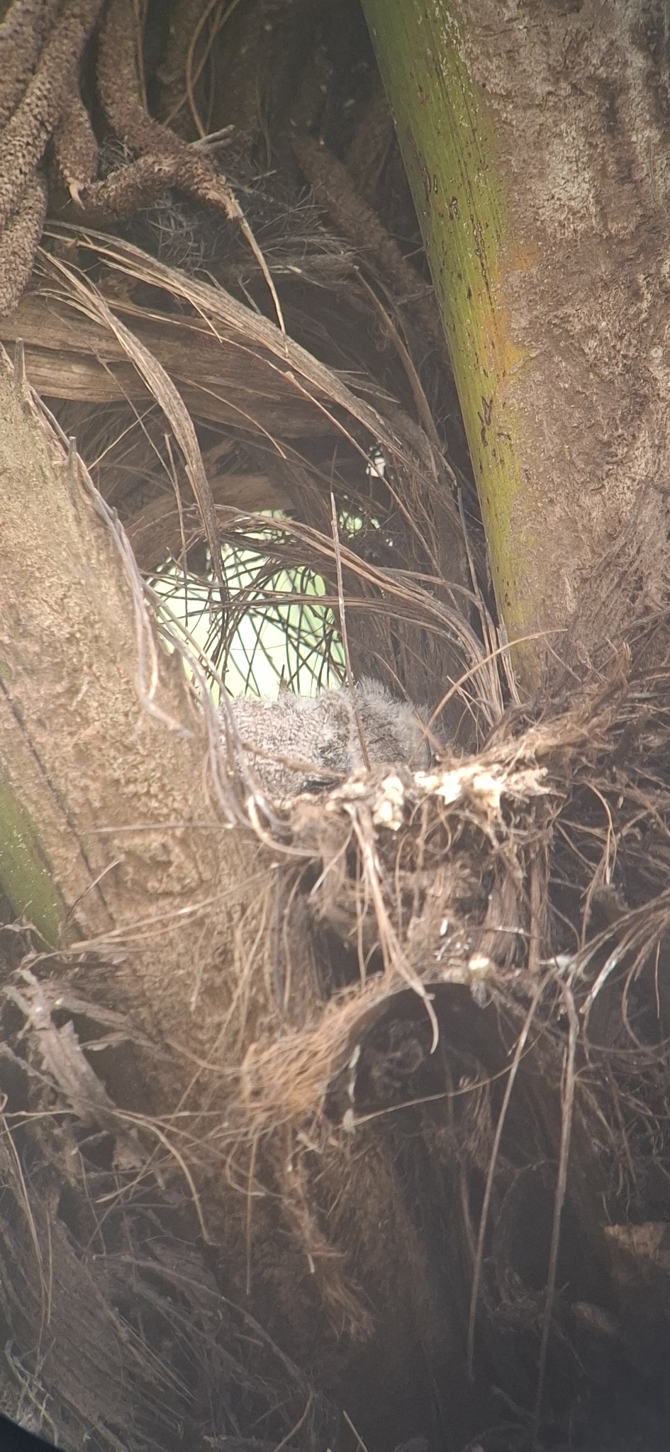 African Scops Owl (Otus senegalensis), photo 1