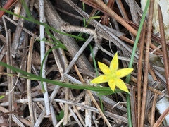 Hypoxis juncea