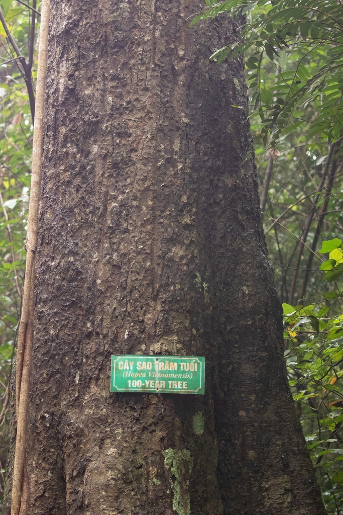Hopea vietnamensis (Hopea vietnamensis)
