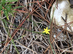 Hypoxis juncea