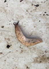 Deroceras reticulatum