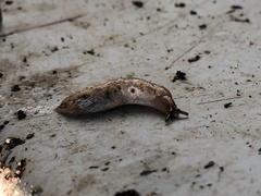 Deroceras reticulatum