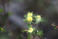 Phyllota pleurandroides