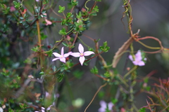 Boronia edwardsii
