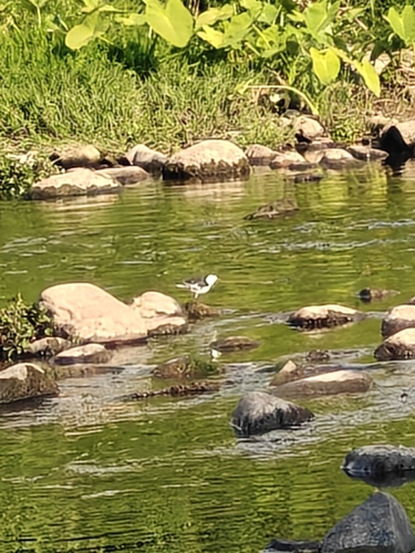 White Wagtail