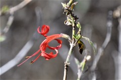 Anisacanthus pumilus