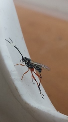 Glabridorsum stokesii