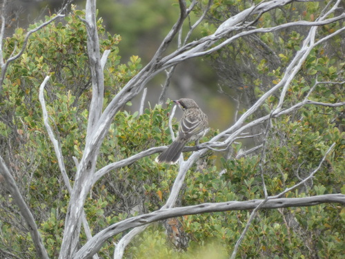 Spiny-cheeked Honeyeater (Acanthagenys rufogularis), photo 2