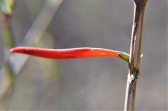 Anisacanthus pumilus