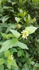 Varronia polycephala