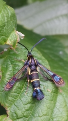 Synanthedon tipuliformis