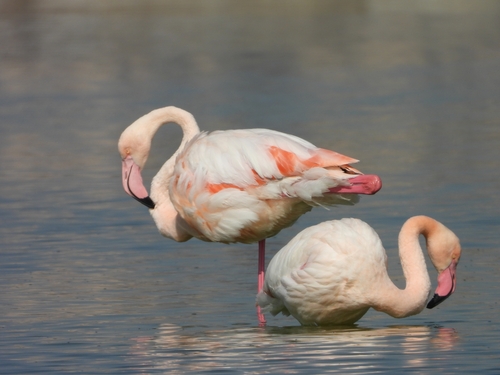 Greater Flamingo