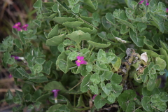 Mabrya erecta