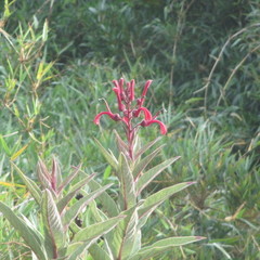 Lobelia tupa