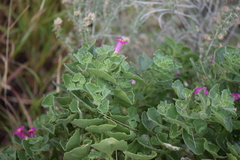Mabrya erecta