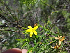 Menodora decemfida