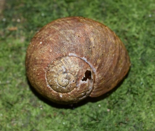 Rhytida greenwoodi