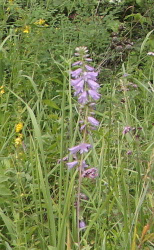 Pale bellflower (Campanula bononiensis)