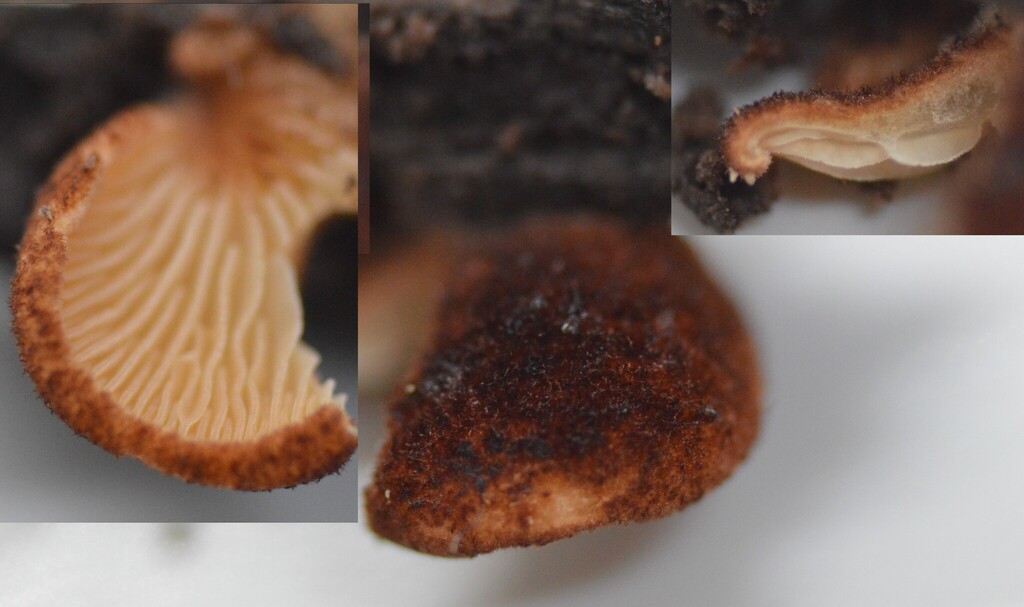 Crepidotus fuscovelutinus · February 2025 · photo: © davidwhyte (iNaturalist, cc-by-sa)
