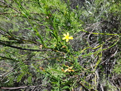 Menodora decemfida