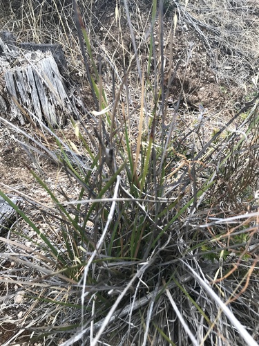 Lepidosperma congestum observed 2020-02-19