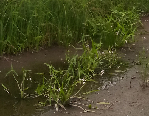 Arrowhead (Sagittaria sagittifolia)
