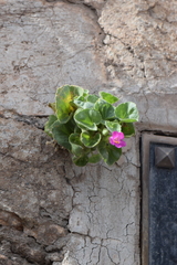 Mabrya erecta
