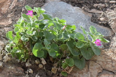 Mabrya erecta