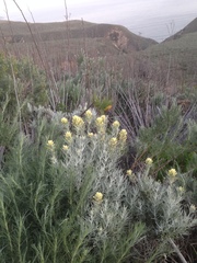 Castilleja hololeuca