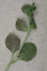 Epilobium rotundifolium