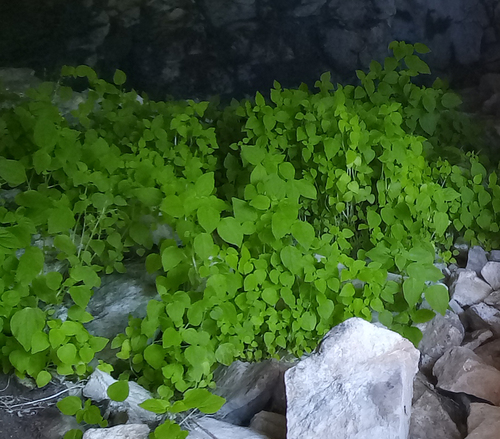 Parietaria micrantha iNat (3)