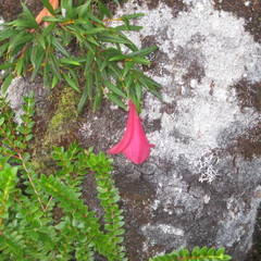 Philesia magellanica