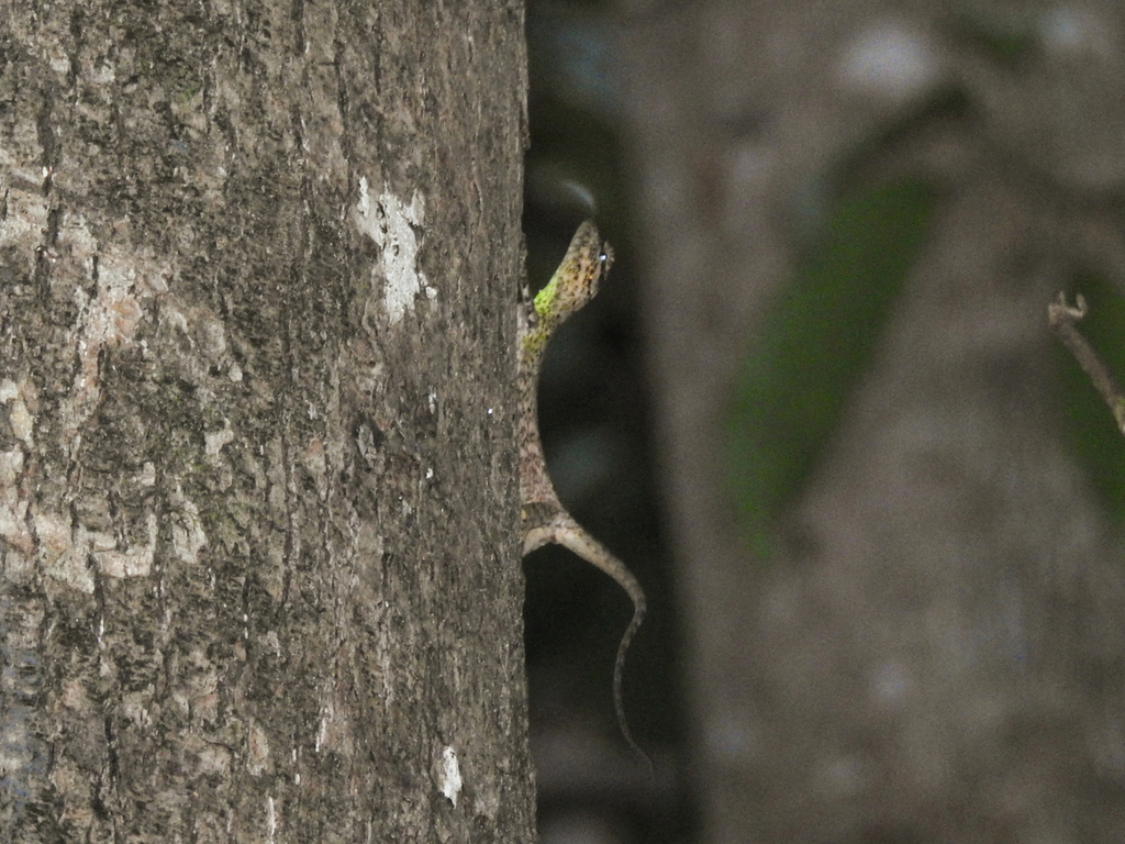 White Spotted Flying Lizard