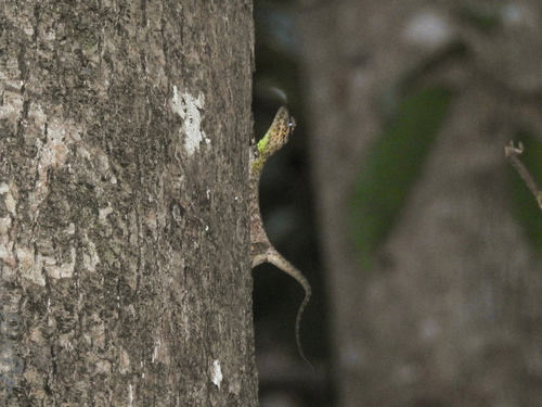 White Spotted Flying Lizard