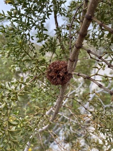 Unknown species found near Death Valley National Park, Death Valley, CA, US