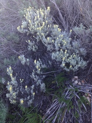 Castilleja hololeuca