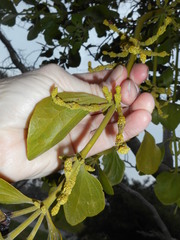 Phoradendron macrophyllum