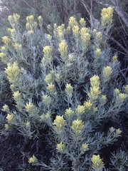 Castilleja hololeuca
