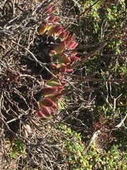 Dudleya farinosa