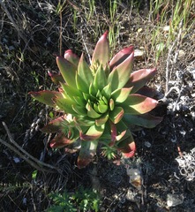 Dudleya candelabrum