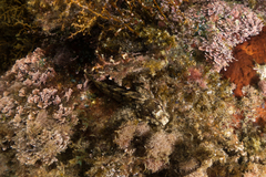 Lipophrys trigloides